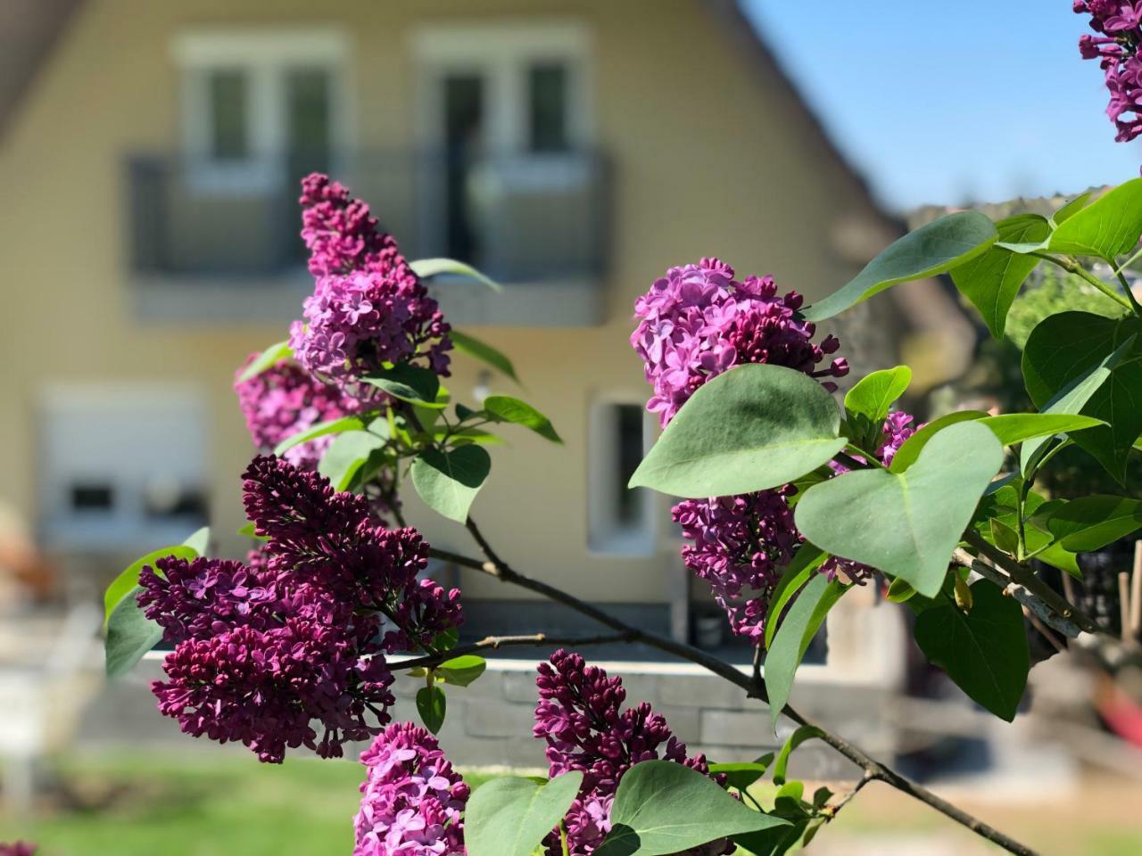 Juno Apartman Vendeghaz Miskolc Luaran gambar